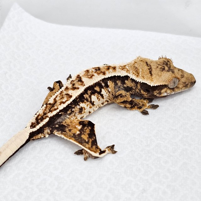 노멀 풀핀 화이트스팟