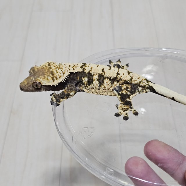 노멀 드리피 화이트스팟