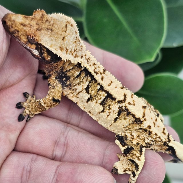 Normal Tangerine Extreme Harlequin White Spot