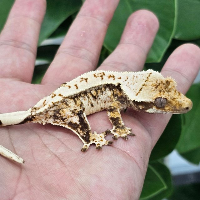 Normal Extreme Harlequin Drippy White Crown White Spot