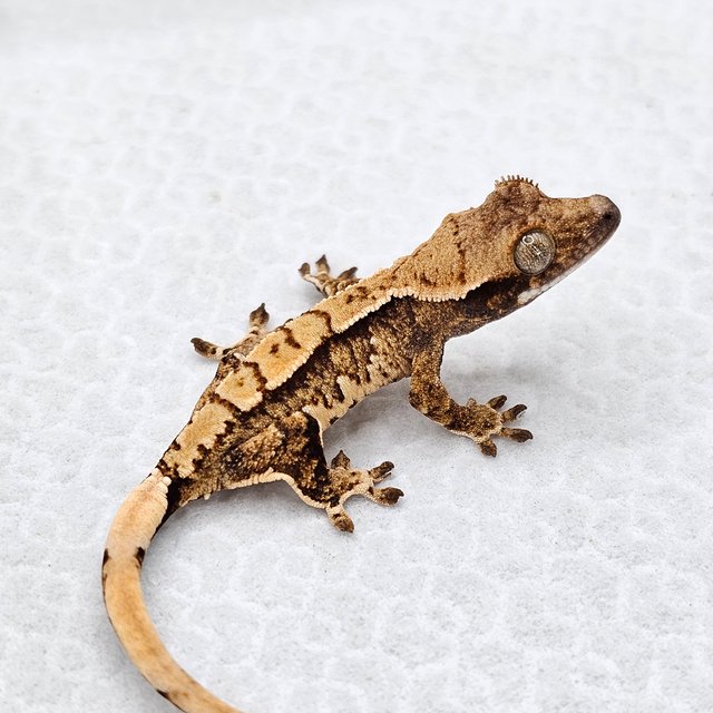 노멀 드리피 화이트스팟