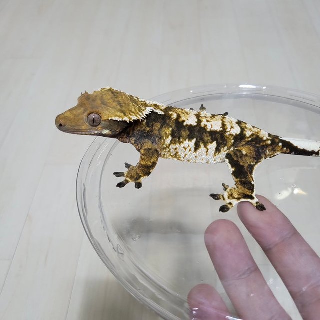 노멀 드리피 화이트스팟