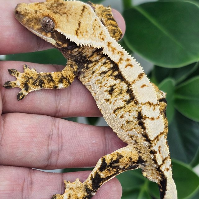 Normal Extreme Harlequin White Spot