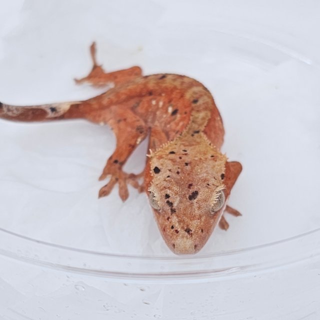 Dalmatian Red