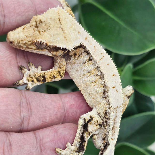 Normal Extreme Harlequin Drippy White Spot