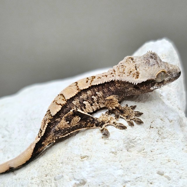 노멀 드리피 화이트스팟