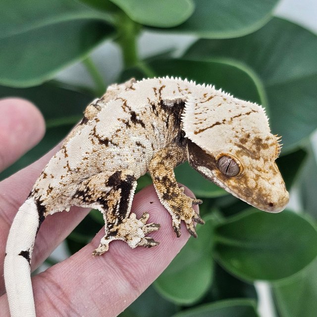 Normal Extreme Harlequin Drippy White Spot