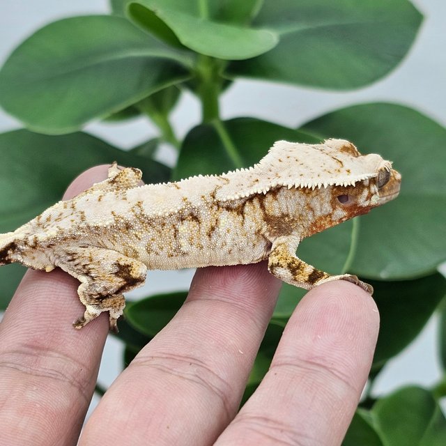 Extreme Harlequin Red Drippy Normal White Spot