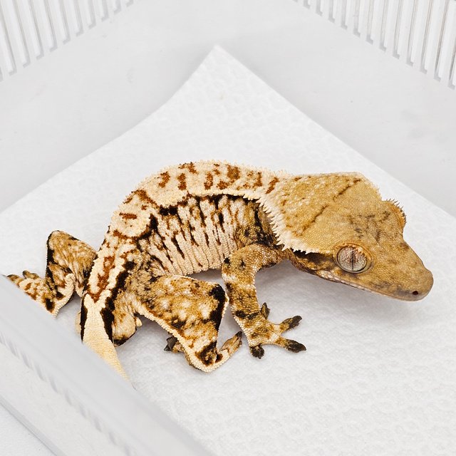 노멀 트라이 익스트림할리퀸 화이트스팟