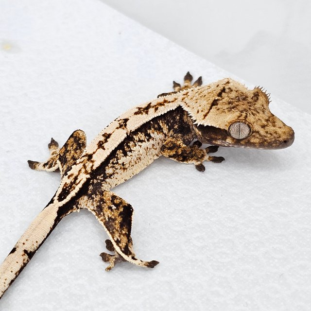 노멀 화이트스팟