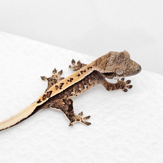 노멀 풀핀 드리피 화이트스팟