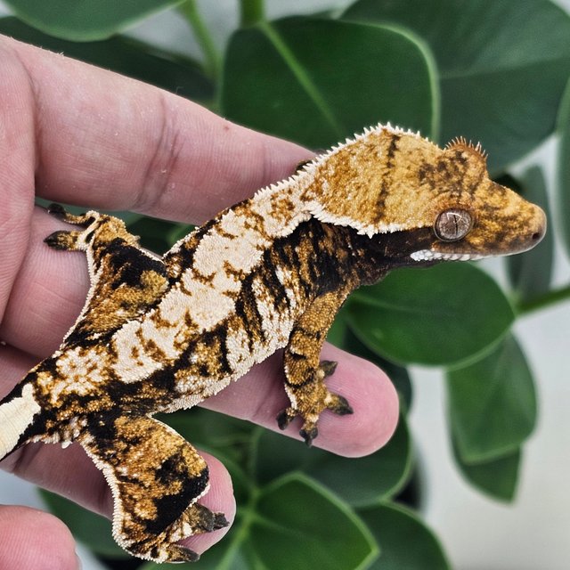 Normal Tangerine Tri Extreme Harlequin White Spot