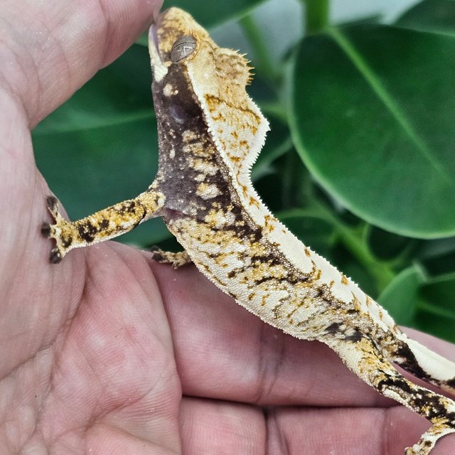 Normal Extreme Harlequin Drippy White Spot