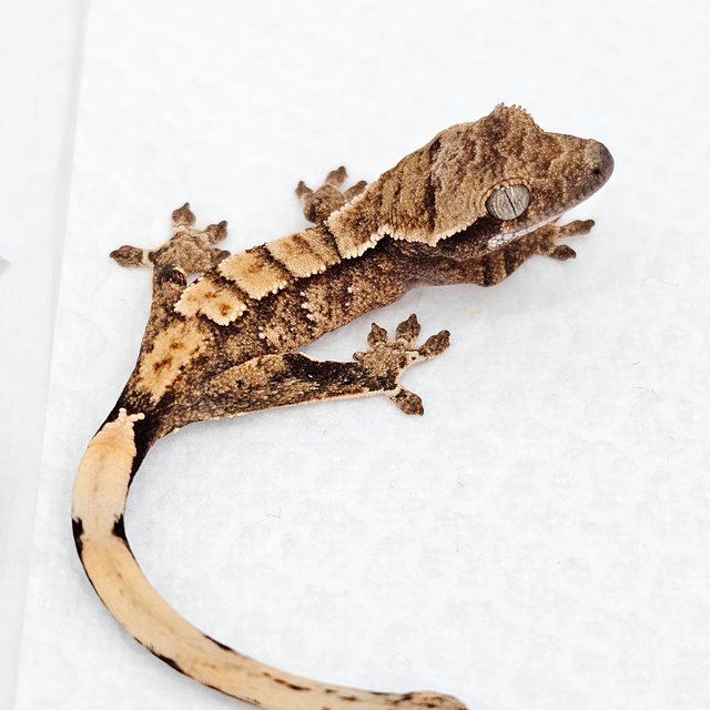 노멀 드리피 화이트스팟