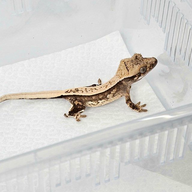 노멀 트라이 할리퀸