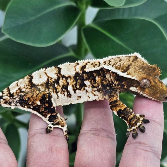 Extreme Harlequin White Crown White Spot
