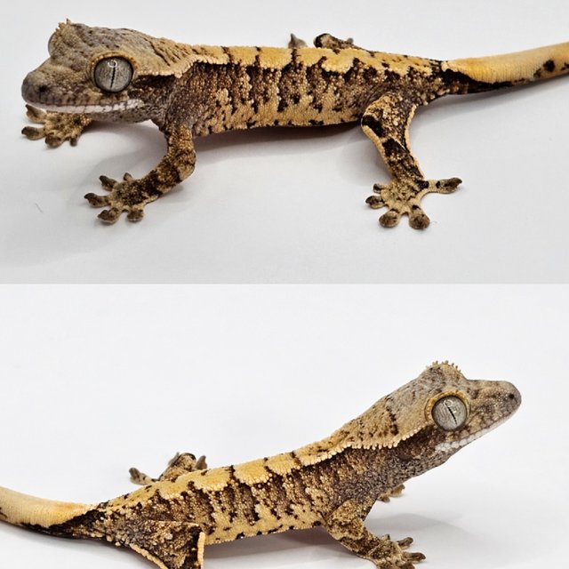 노멀 드리피 화이트스팟