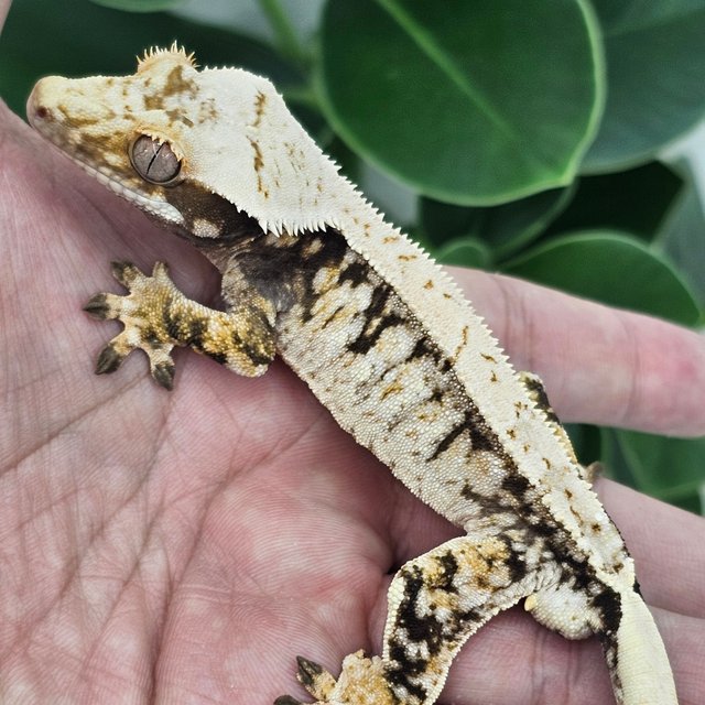 Normal Extreme Harlequin Drippy White Spot