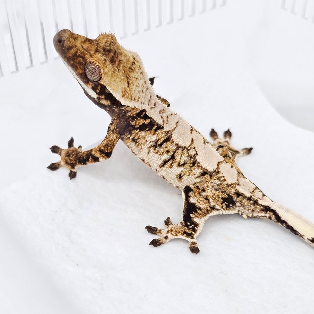 Normal Tri Extreme Harlequin White Spot