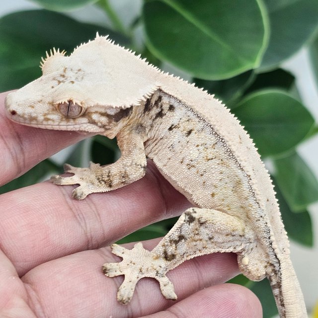 Normal White Drippy White Spot