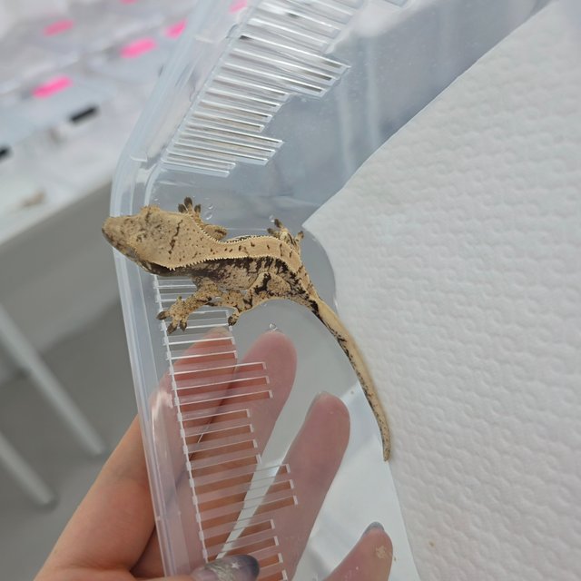 노멀 화이트스팟