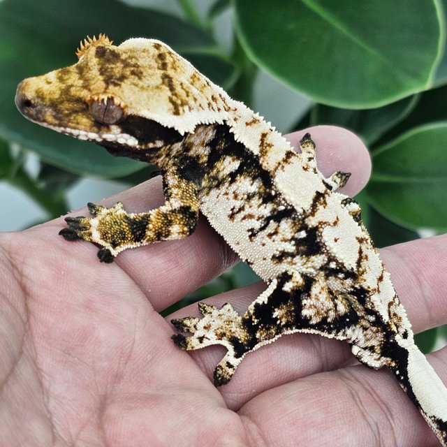 Normal Tri Extreme Harlequin Drippy White Spot