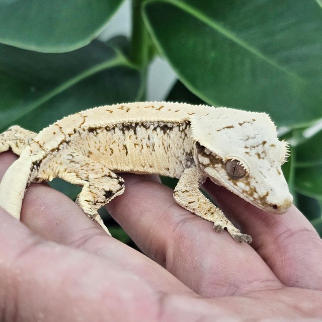 Normal Extreme Harlequin Drippy White Spot