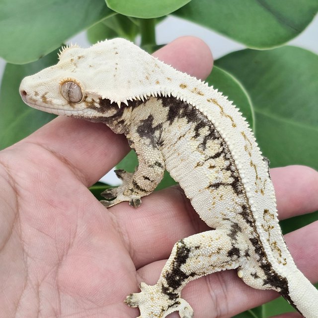 White Spot Drippy Normal Quad Full Pinstripe