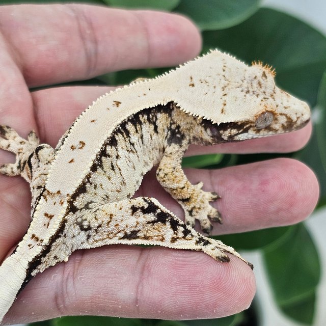 Normal Extreme Harlequin White Drippy White Spot