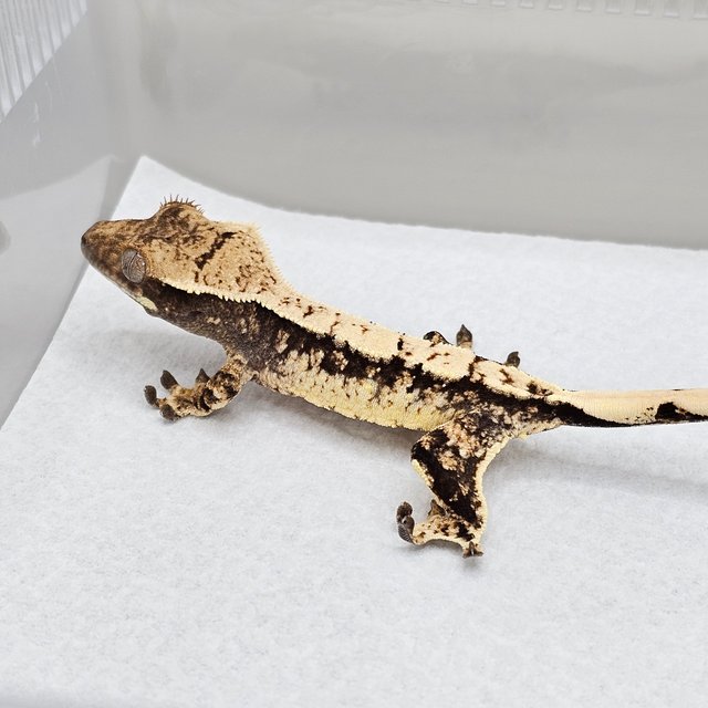 노멀 드리피 화이트스팟