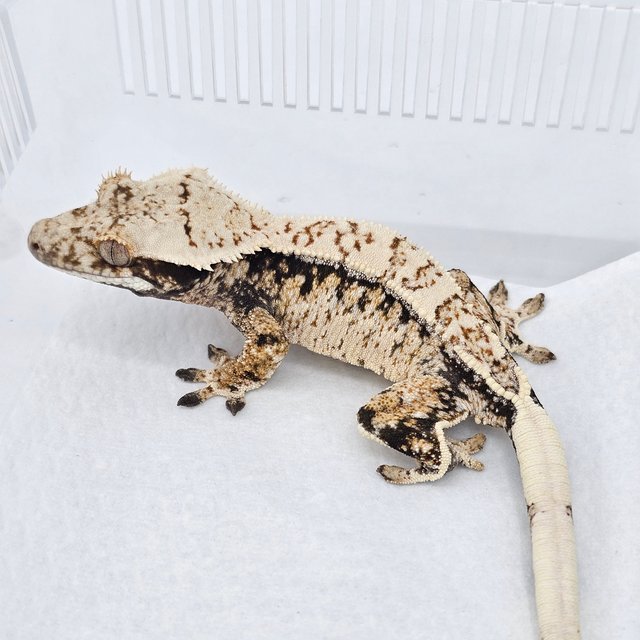 Normal Extreme Harlequin Drippy White Spot