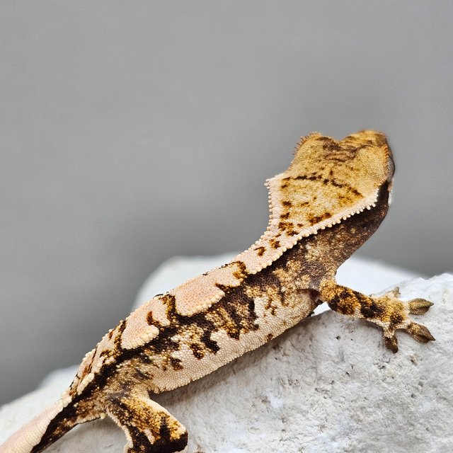 노멀 할리퀸 화이트스팟