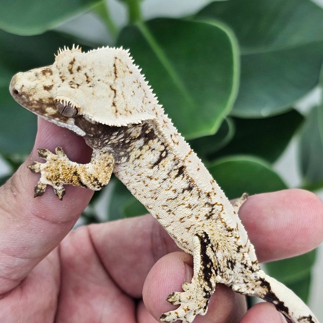 Normal White Extreme Harlequin Drippy White Spot