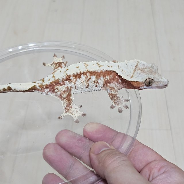 노멀 드리피 화이트스팟