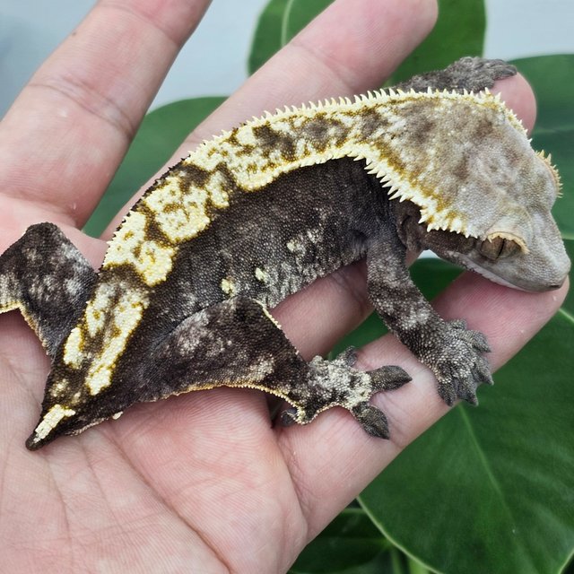 100% Het Axanthic