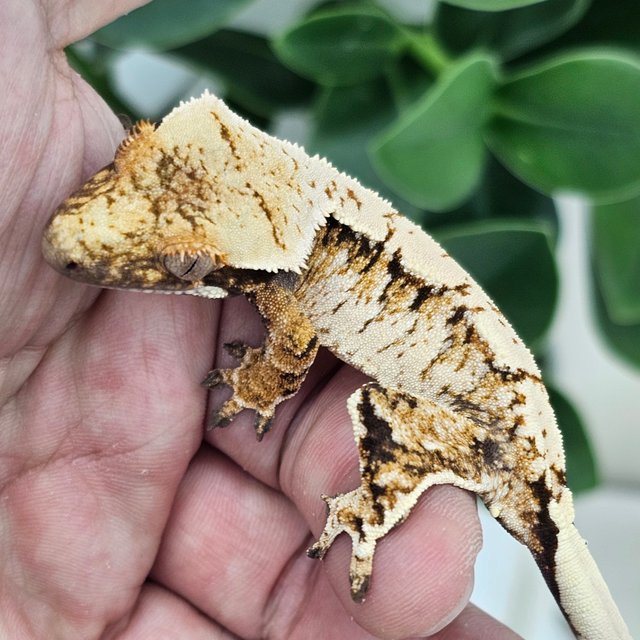 Normal Extreme Harlequin Drippy White Spot
