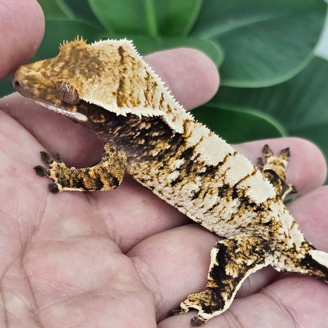 Normal Extreme Harlequin White Spot