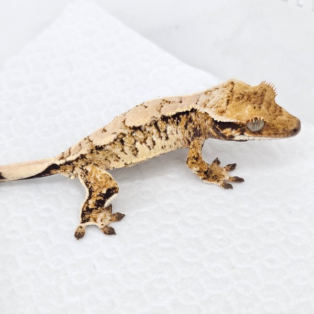 Normal Tri Extreme Harlequin Drippy White Spot