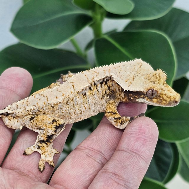 Normal Extreme Harlequin Drippy White Spot
