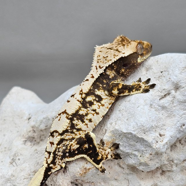 노멀 할리퀸 화이트스팟