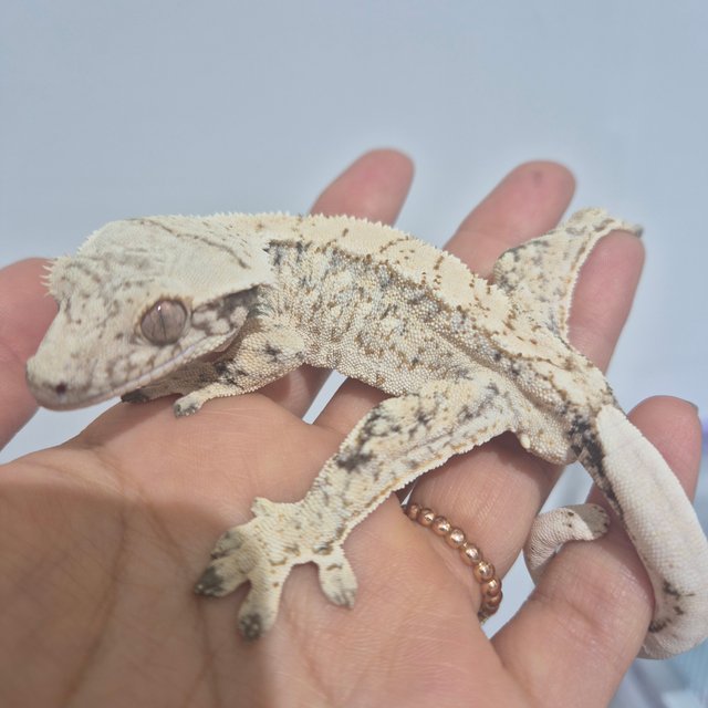 노멀 트라이 화이트스팟 화이트핀 화이트