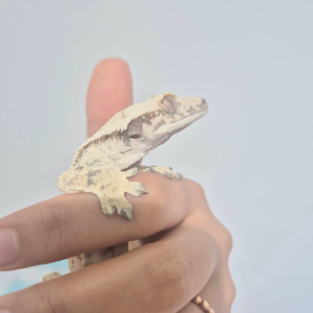 노멀 트라이 화이트스팟 화이트핀 화이트