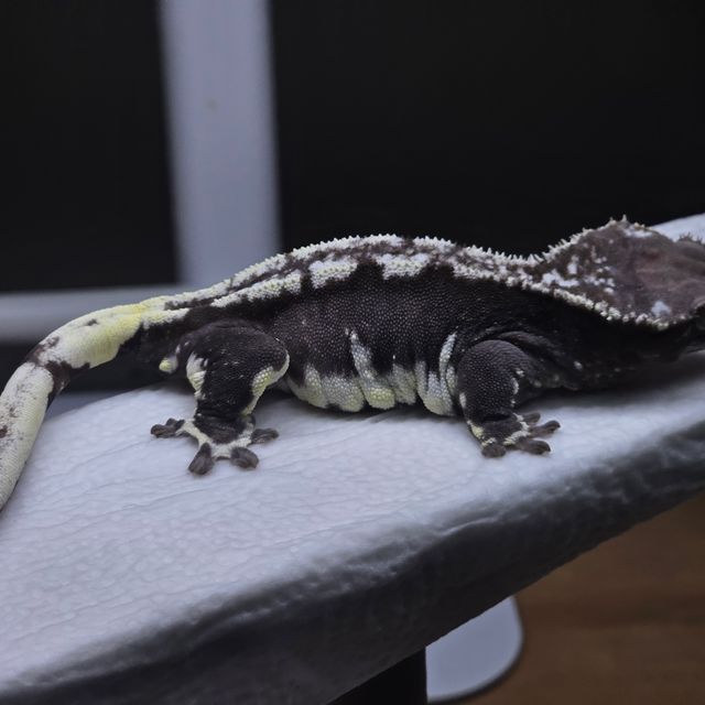 릴잔틱 아잔틱
