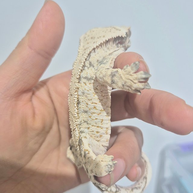 노멀 트라이 화이트스팟 화이트핀 화이트