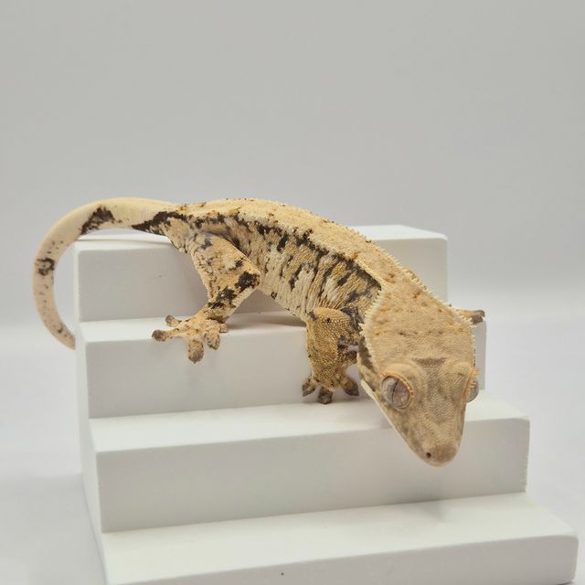 노멀 트라이 젠젝스