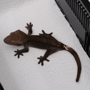 아잔틱 패턴리스