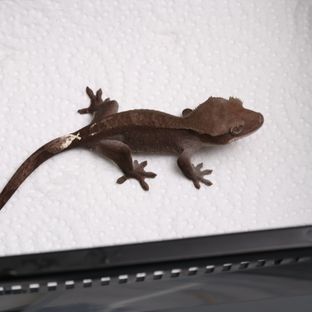 아잔틱