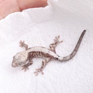 루왁 릴리