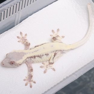 프라푸치노