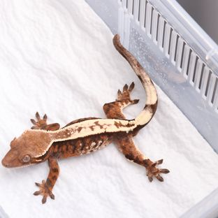 세이블 트라이